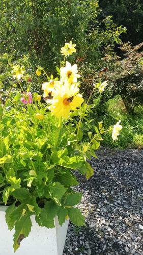 Garden12