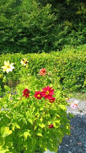 Garden13